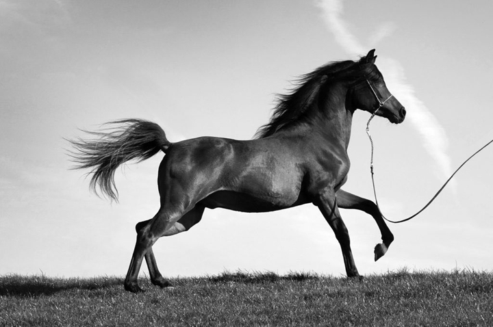 Arabian horse