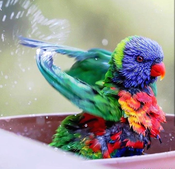 Bath