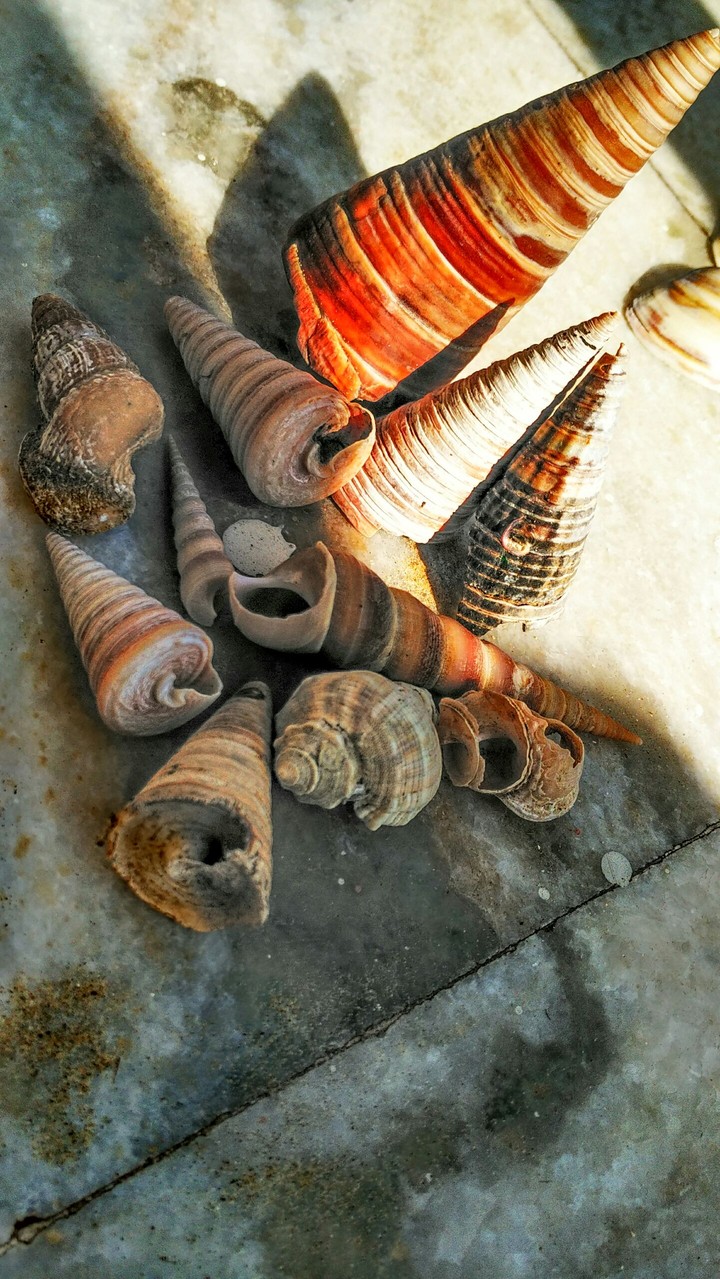 Sea Shells