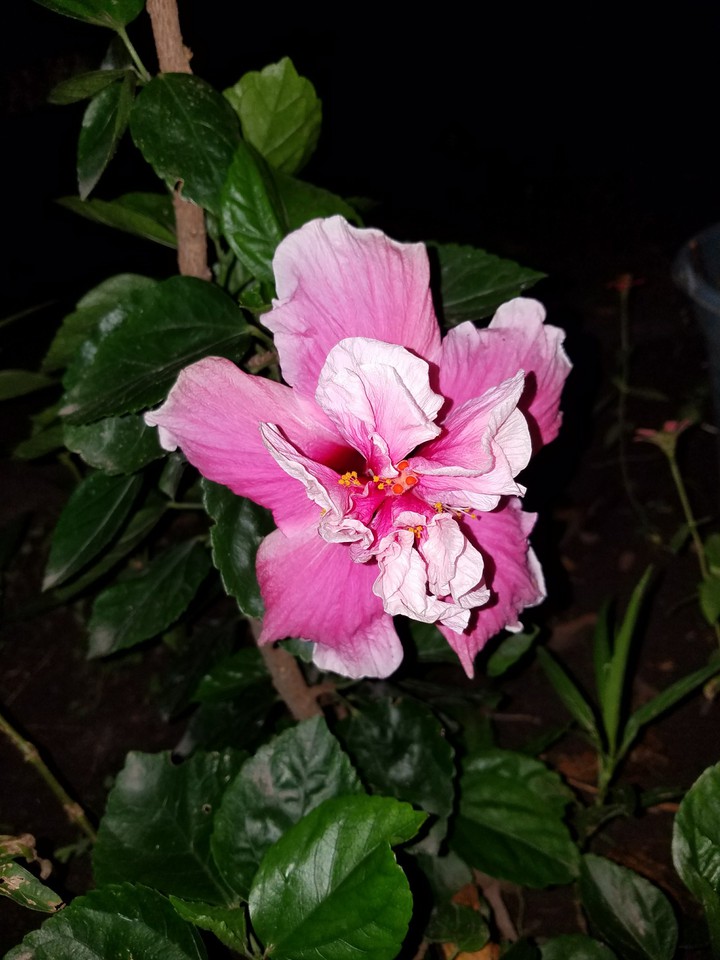 Flor de tulipán...