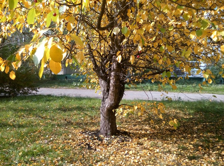 gold autumn
