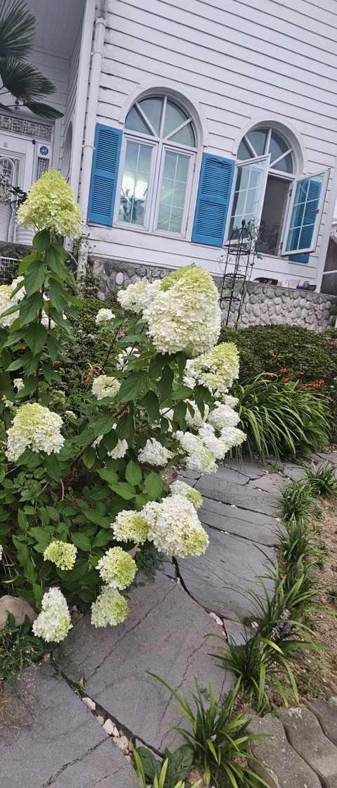 Garden, shrub壁纸