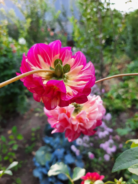 dahlias