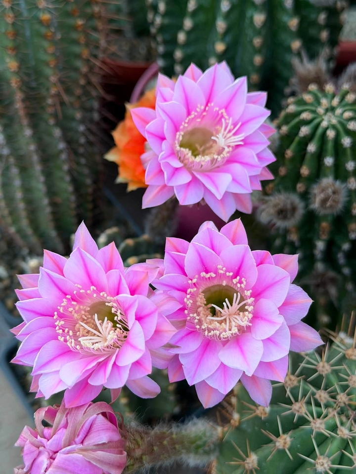 רקעים petal, purple