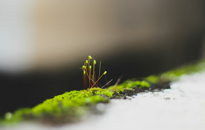 Greener