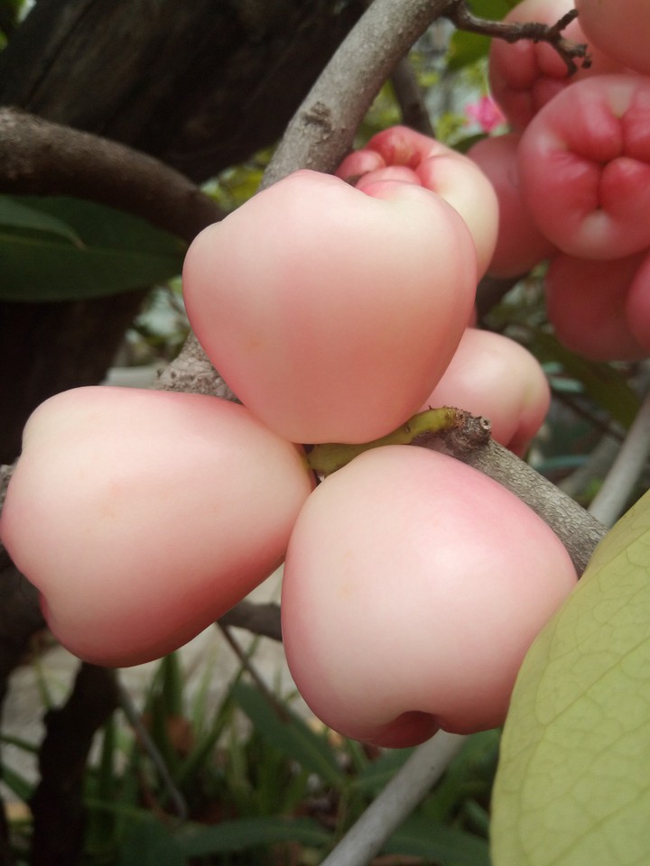 fruit
