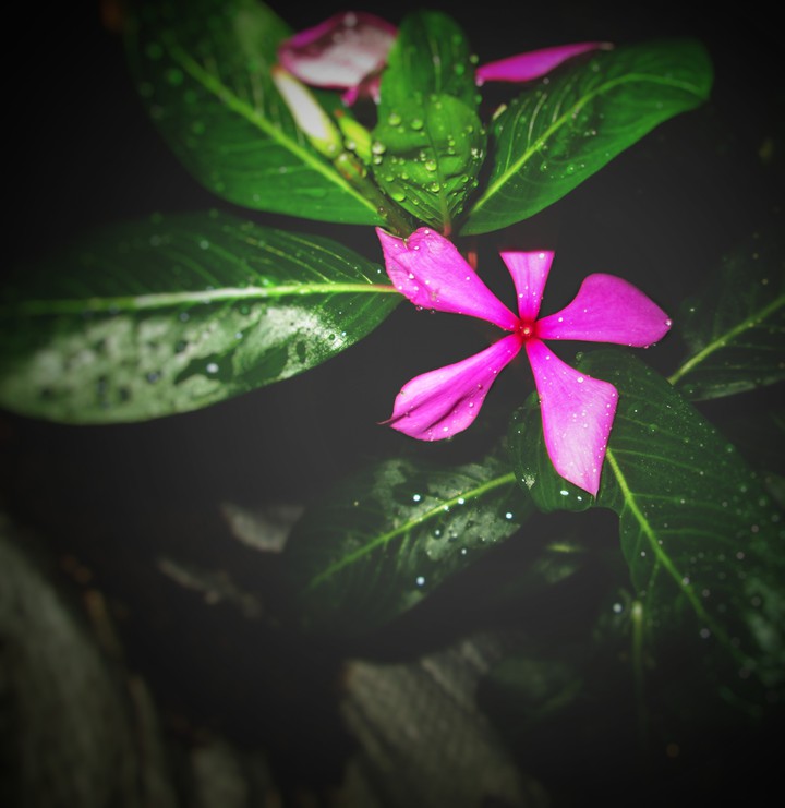 trip_00__graphy