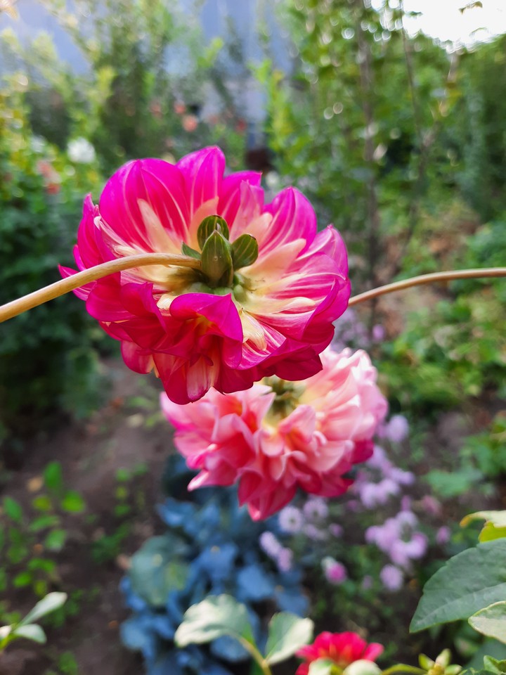 dahlias