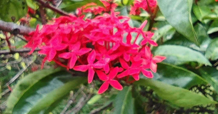 flowers