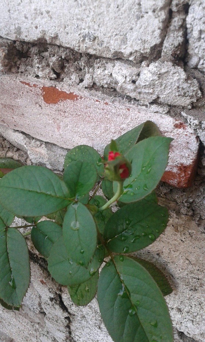 start blooming