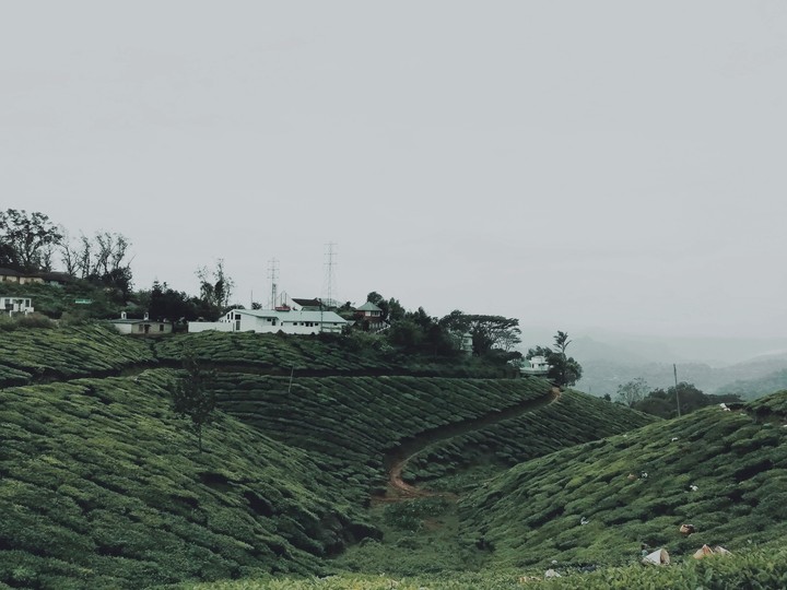 munnar tea garden