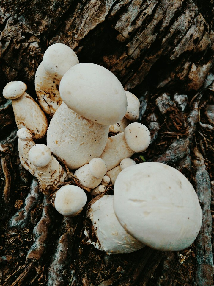 #mushroom