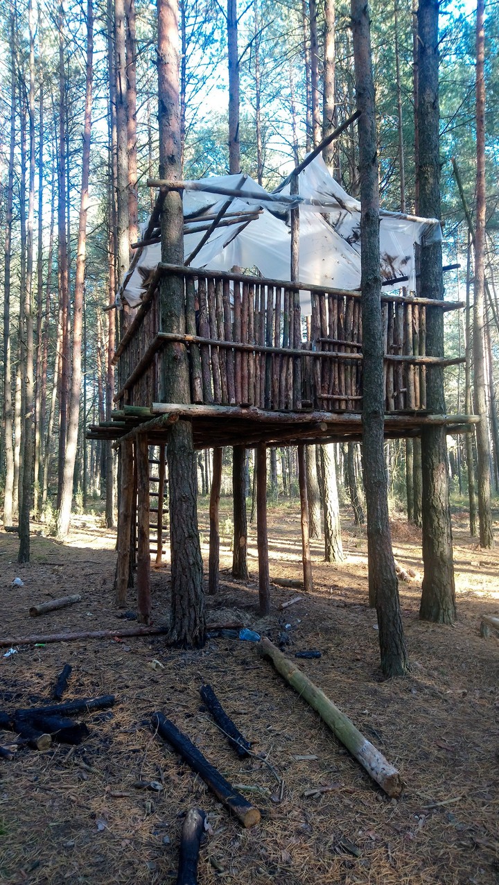 Tree house