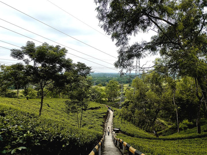 Tea garden