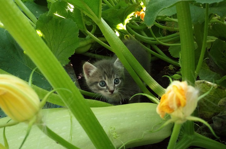 котенок и кабачок