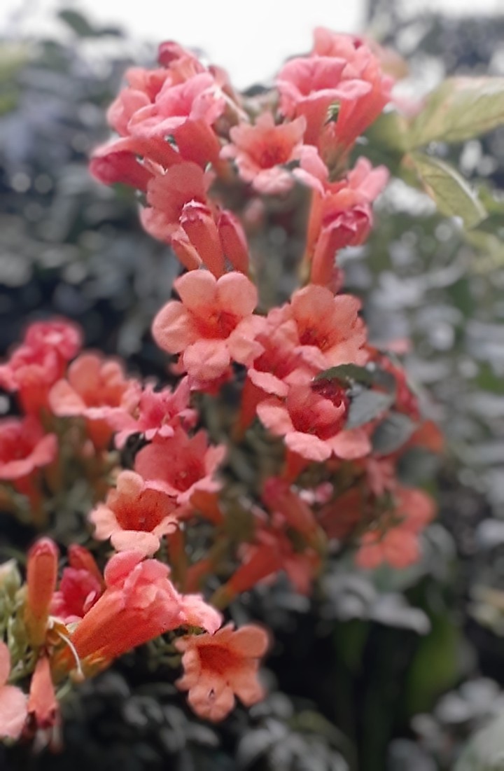 #orange #flowers #nature