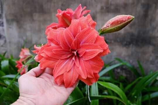 fleurs merveilleuse