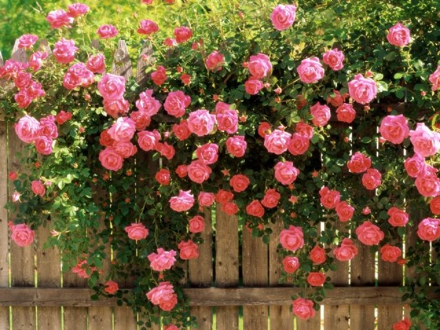 Roses