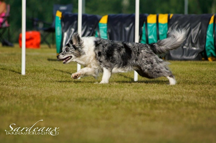 The Border Collie Because There Is No Better Dog