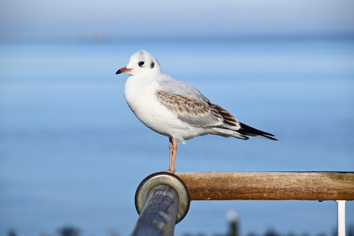 Möwe an der Ostsee...