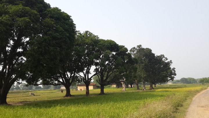 Village view