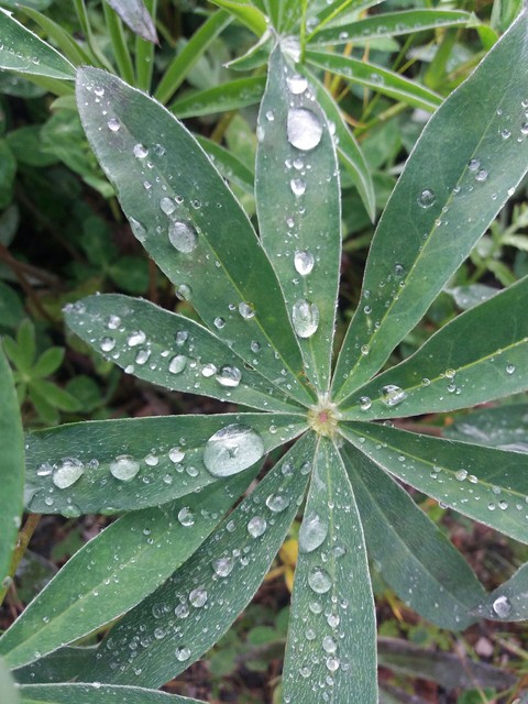 rain