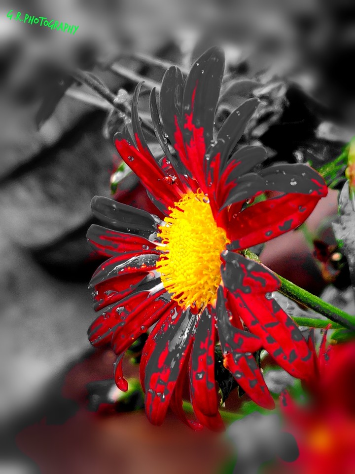 The spit color flower