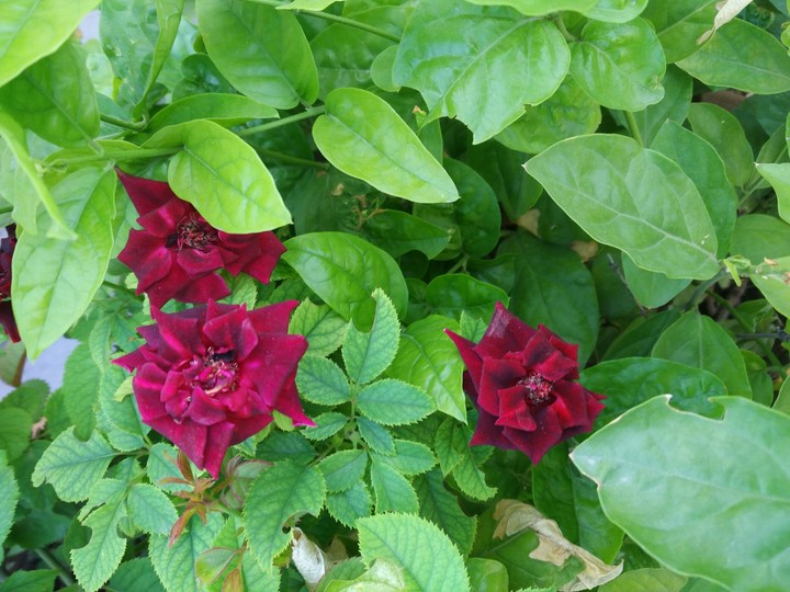 rose