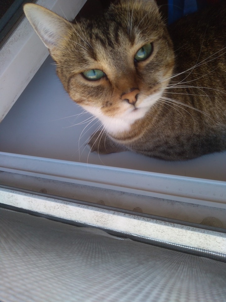 Angry cat