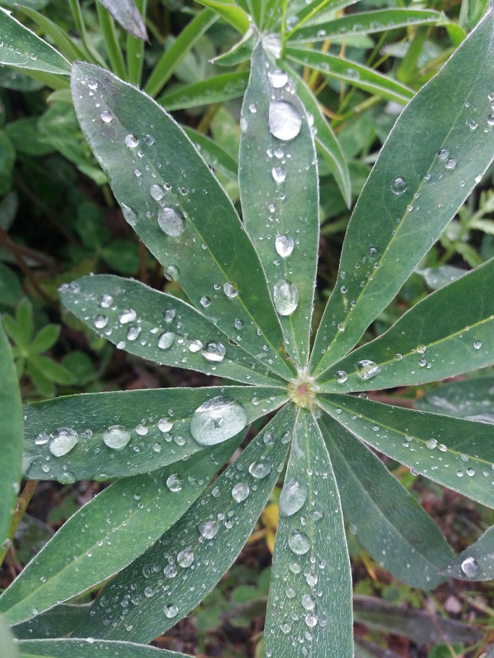 rain