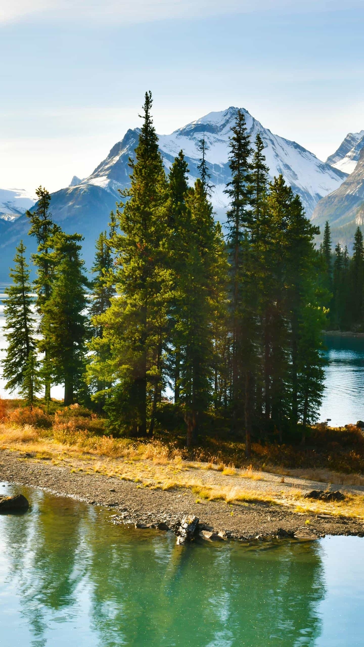 Trees