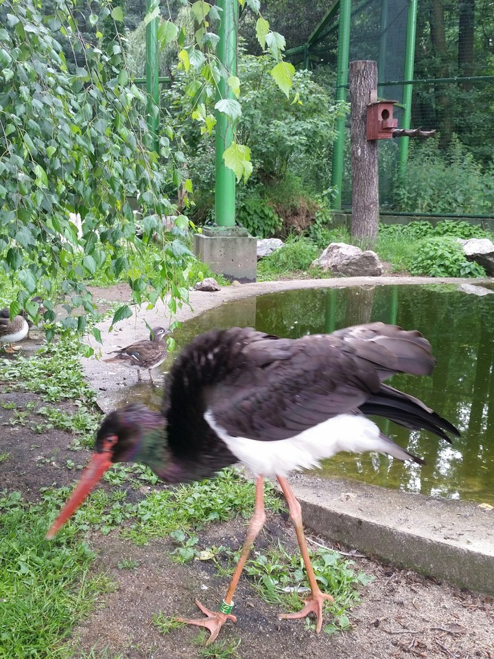 ptaki