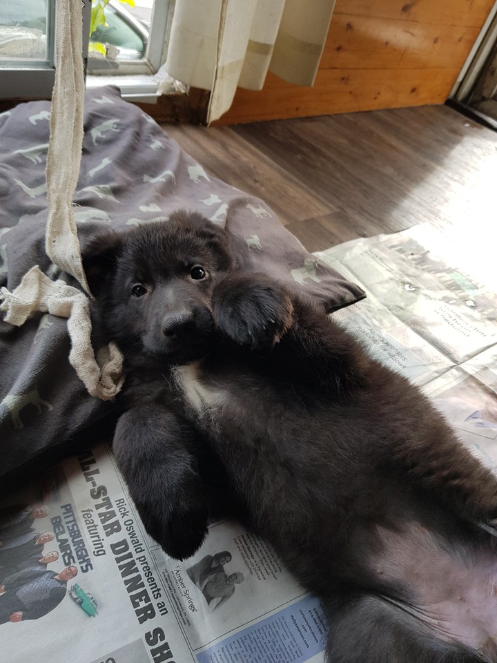 our miska (little bear)