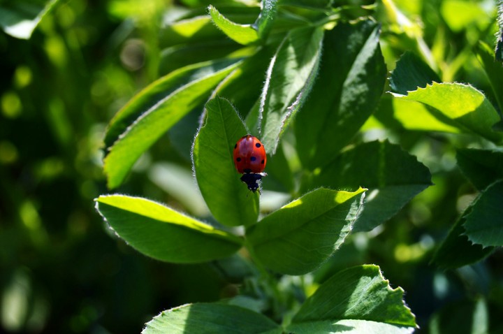 little ladybug