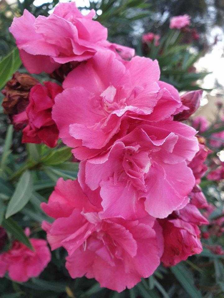 flowers