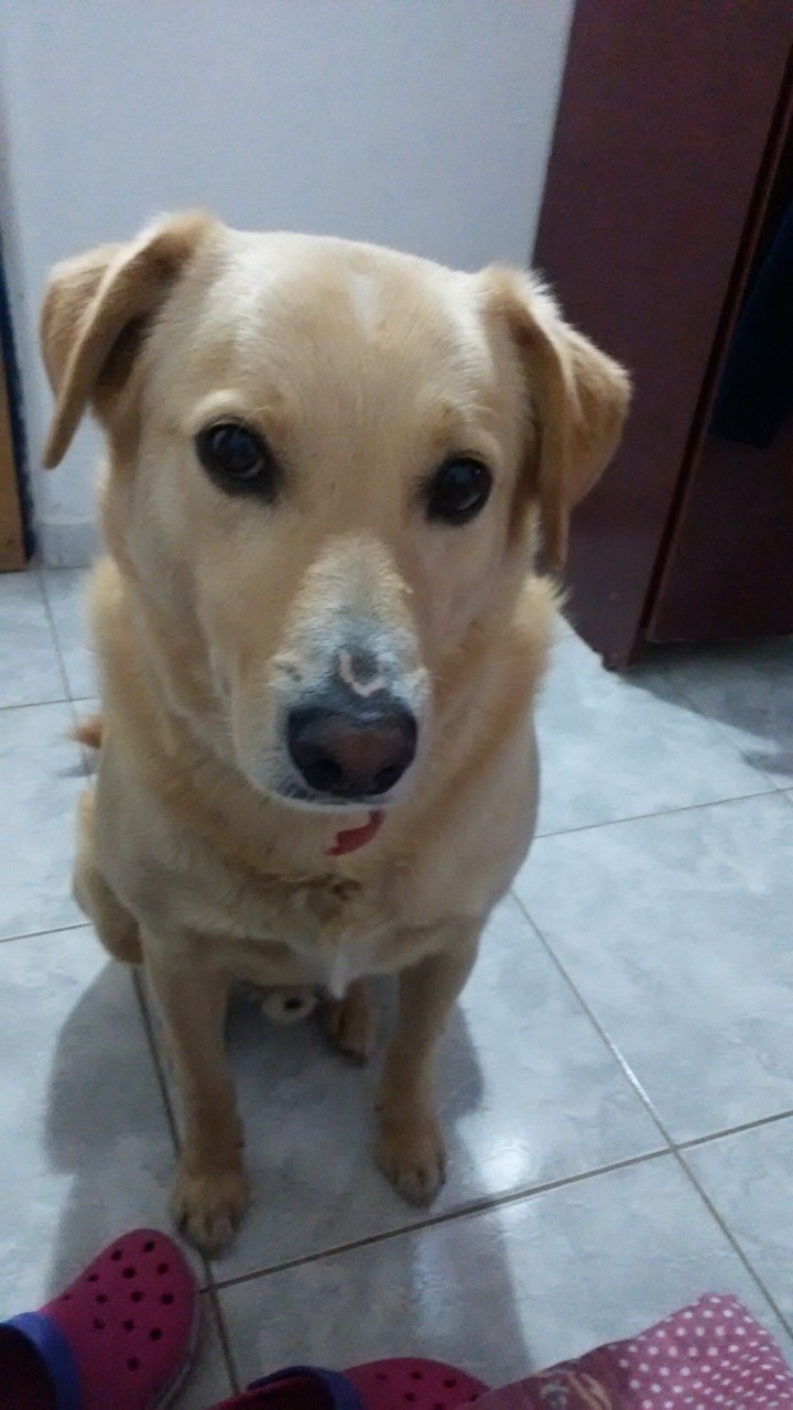 my dog