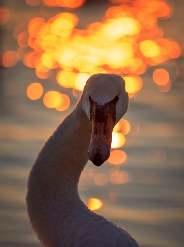 Mute swan