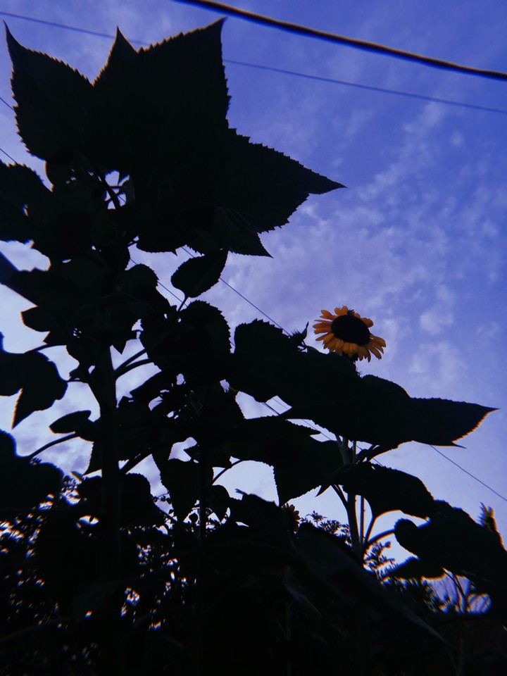 Sky