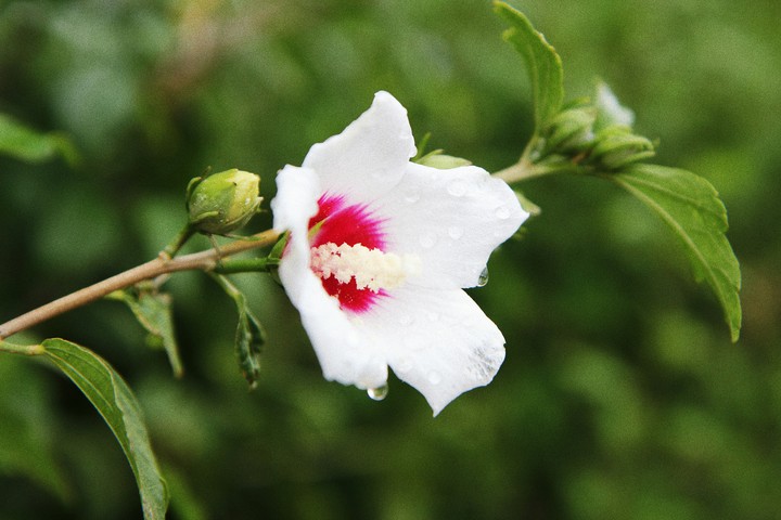 rain flower
