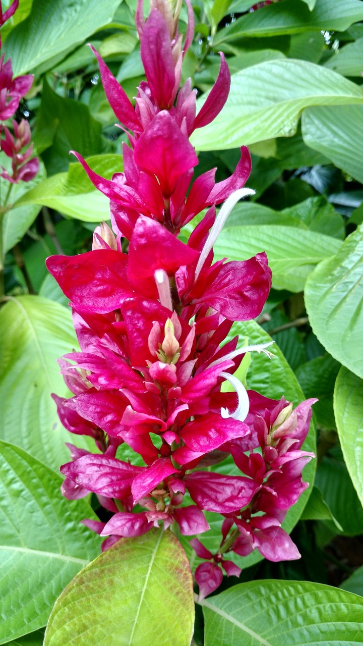 flowrishing