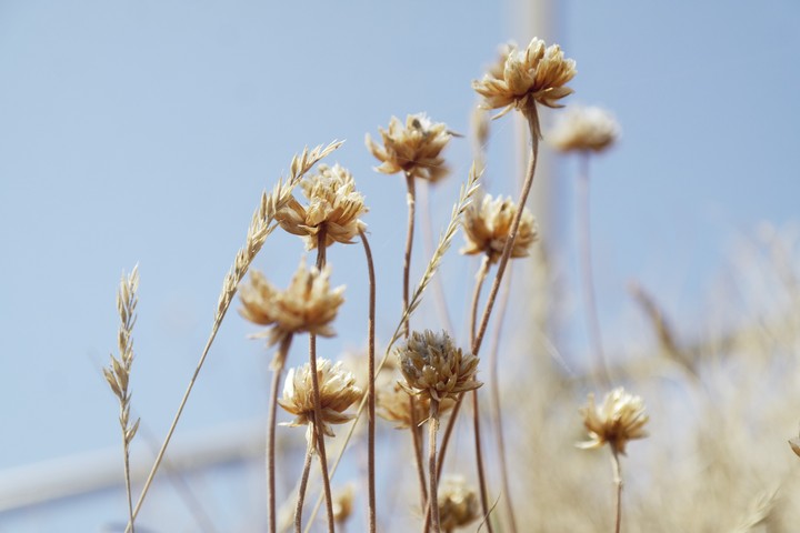 Summer's warmth