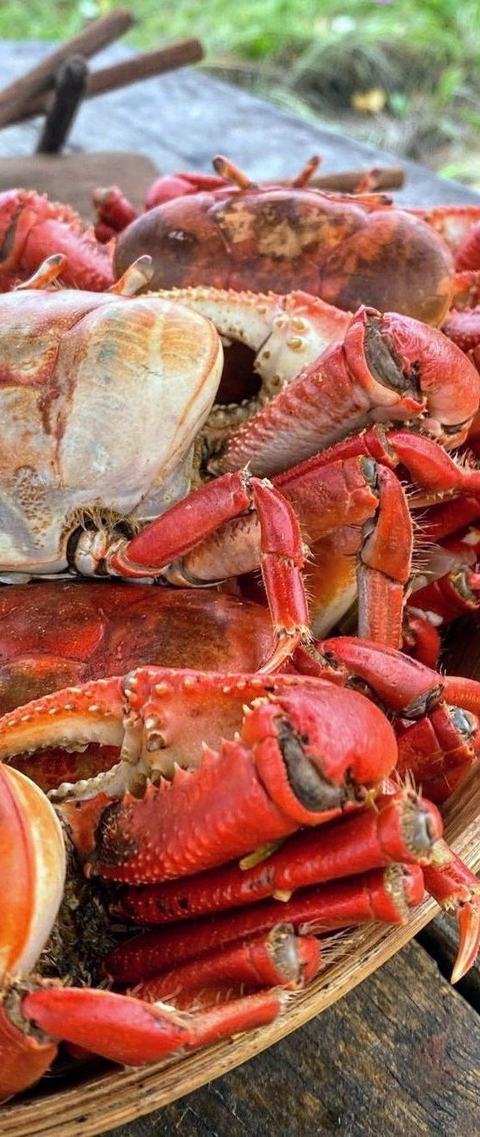 tapety arthropod, food