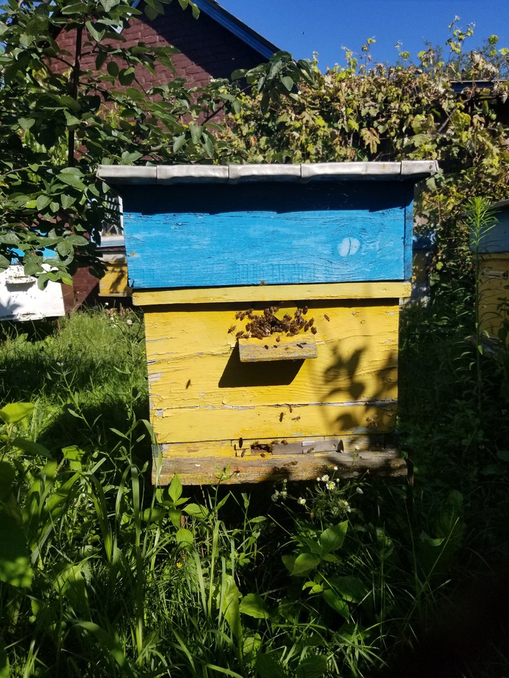 bees