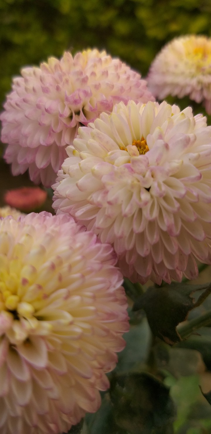 Pink Dhalia