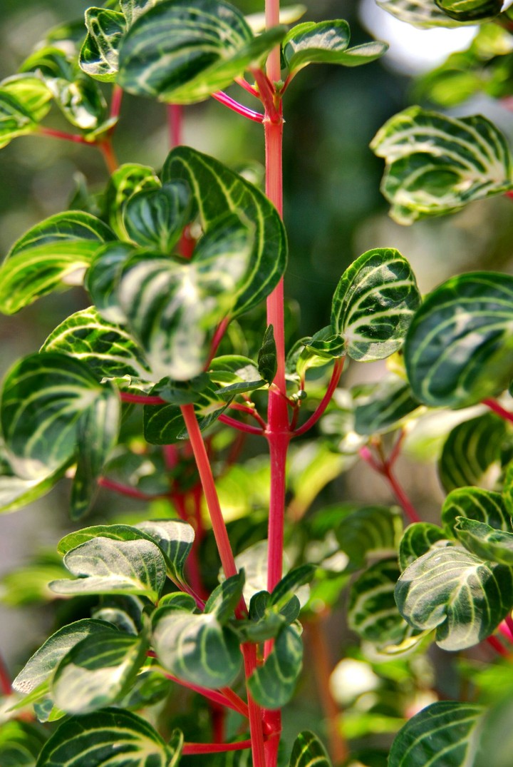 Pinky Stem