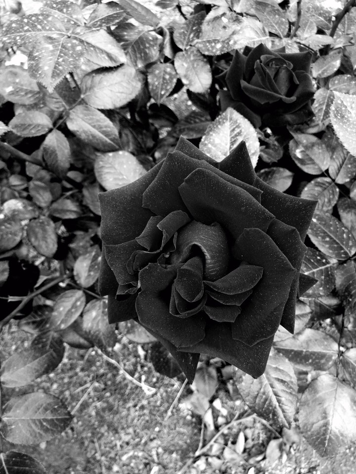 rose