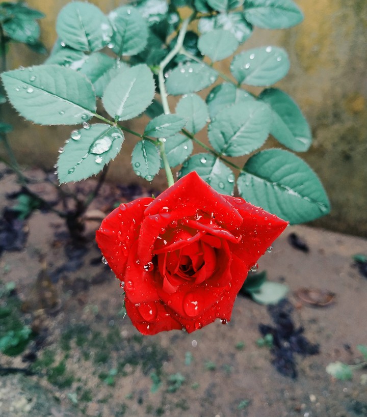 Red Rose