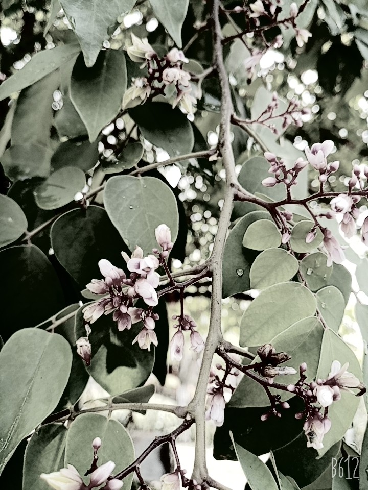 Flores