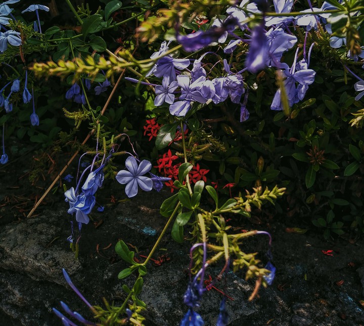 flowers