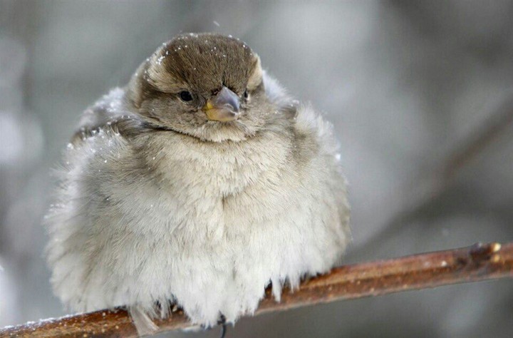 bird